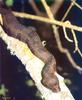 Cottonmouth snake (Agkistrodon piscivorus)