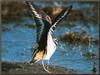 Killdeer(Charadrius vociferus)  flapping wings