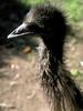 Ostrich(Struthio camelus)  chick