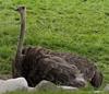 Ostrich(Struthio camelus)