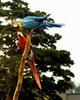 Blue-and-yellow macaw (Ara ararauna)
