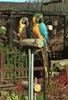 Blue-and-yellow macaw (Ara ararauna)  pair