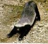Ratel(Honey badger) - Mellivora capensis (Schreber, 1776)