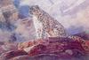 [Animal Art] Snow Leopard (Uncia uncia)