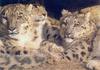 Snow Leopards (Uncia uncia)