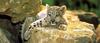 Snow Leopard (Uncia uncia)  - cub