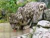 Snow Leopard (Uncia uncia)  lapping water