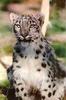Snow Leopard (Uncia uncia)