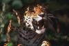 Jaguar (Panthera onca)  yawning