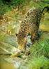 Jaguar (Panthera onca)  going to drink