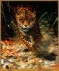 [Animal Art by John Seerey-Lester] Jaguar (Panthera onca)