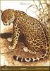 [Animal Art by Carl Brenders] Jaguar (Panthera onca)