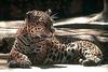 Jaguar (Panthera onca)  - San Diego Zoo