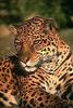 Jaguar (Panthera onca)  - San Diego Zoo