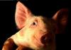 Piglet: Feral Pig(Sus scrofa var. domesticus)