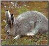 Arctic Hare (Lepus arcticus)  - Summer coat