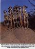 Meerkat (Suricata suricatta)  pack