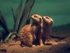 Meerkat (Suricata suricatta)  duo