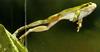 European tree frog (Hyla arborea)  jumps