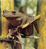 Giant Treefrog from Amazonian Peru