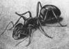 [Fine Art - M.C. Escher] Ant