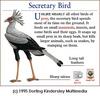 Secretarybird (Sagittarius serpentarius)