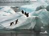penguins on an iceberg