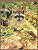[Animal Art - Francis D.] Northern Raccoon (Procyon lotor)