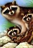 [Animal Painting] Northern Raccoon (Procyon lotor) family  trio