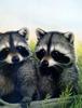 [Animal Art - W. Nelson] Northern Raccoons (Procyon lotor)