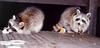 Northern Raccoons (Procyon lotor)