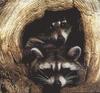 Northern Raccoon (Procyon lotor)