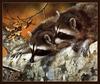 [Animal Art - Carl Brenders] Wild Northern Raccoons (Procyon lotor)