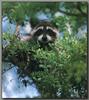 Wild Northern Raccoon (Procyon lotor)