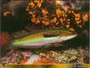 Mediterranean Rainbow Wrasse (Coris julis)