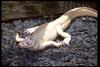 White Alligator, Albino