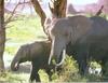 African Elephants (Loxodonta africana) mom and calf