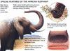 African Elephant (Loxodonta africana) feature sheet