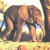 African Elephant (Loxodonta africana) calf