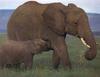 African Elephants (Loxodonta africana)
