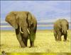 African Elephants (Loxodonta africana)