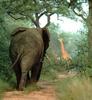 South African Bush Elephant (Loxodonta africana africana)