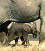 South African Bush Elephant (Loxodonta africana africana) calf