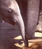 South African Bush Elephant (Loxodonta africana africana) calf
