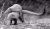 Mating Mongoose pair