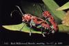 Mating Red Milkweed Beetle pair