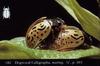 Mating Dogwood Calligrapha Beetle (Calligrapha philadelphica) pair