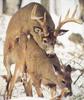 Mating Deer