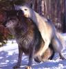 Mating Gray Wolf pair