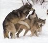 Mating Gray Wolf pair